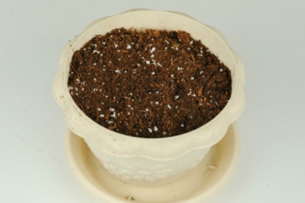 怎么扦插蝴蝶梅，对枝条涂抹生根水再插入土壤中