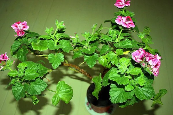 怎么扦插蝴蝶梅，对枝条涂抹生根水再插入土壤中