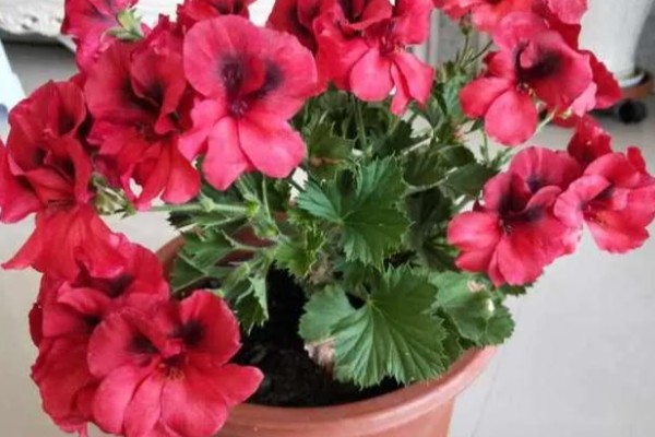 怎么扦插蝴蝶梅，对枝条涂抹生根水再插入土壤中