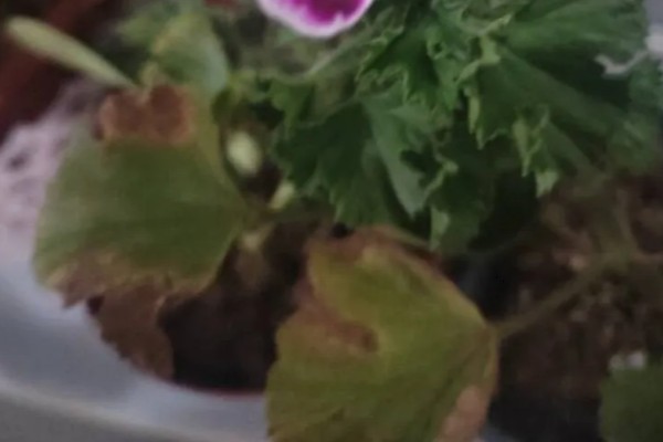 怎么扦插蝴蝶梅，对枝条涂抹生根水再插入土壤中