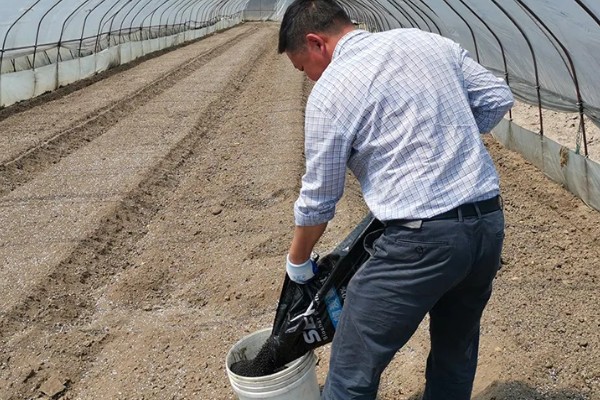 夏黑葡萄怎么管理，花朵凋落半个月后可喷施赤霉素