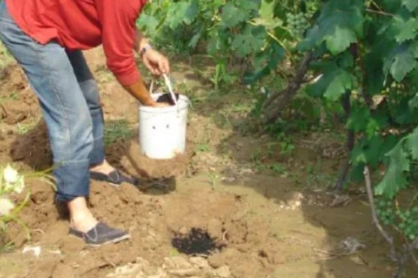 夏黑葡萄怎么管理，花朵凋落半个月后可喷施赤霉素