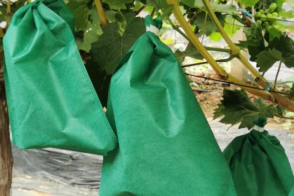 夏黑葡萄怎么管理，花朵凋落半个月后可喷施赤霉素