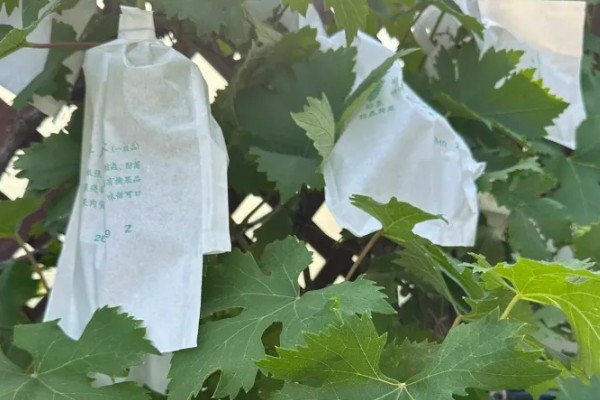 夏黑葡萄怎么管理，花朵凋落半个月后可喷施赤霉素