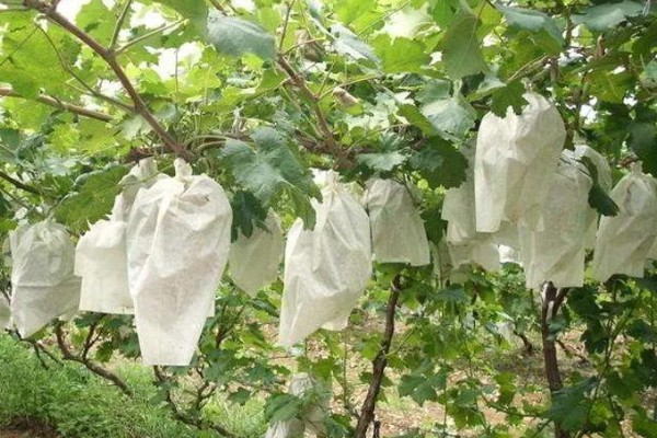 夏黑葡萄怎么管理，花朵凋落半个月后可喷施赤霉素