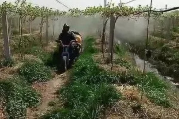 夏黑葡萄怎么管理，花朵凋落半个月后可喷施赤霉素