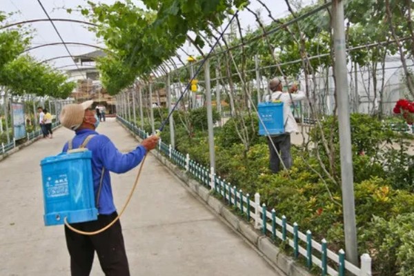 夏黑葡萄怎么管理，花朵凋落半个月后可喷施赤霉素