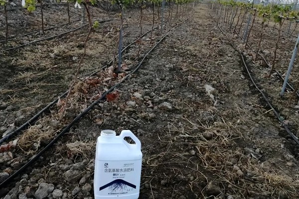 夏黑葡萄怎么管理，花朵凋落半个月后可喷施赤霉素