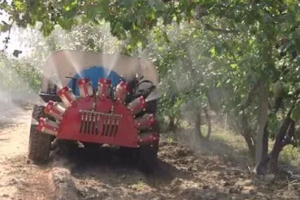 夏黑葡萄怎么管理，花朵凋落半个月后可喷施赤霉素