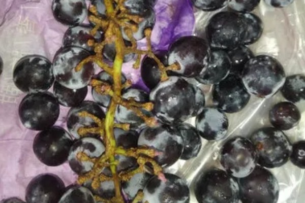 夏黑葡萄怎么管理，花朵凋落半个月后可喷施赤霉素