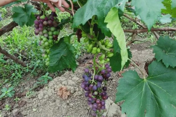 夏黑葡萄怎么管理，花朵凋落半个月后可喷施赤霉素