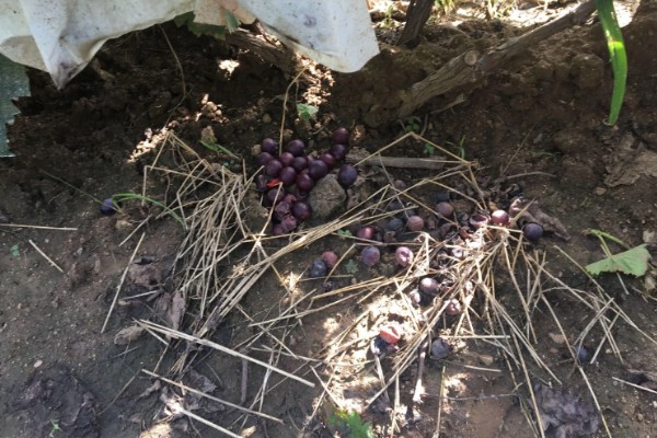 夏黑葡萄怎么管理，花朵凋落半个月后可喷施赤霉素