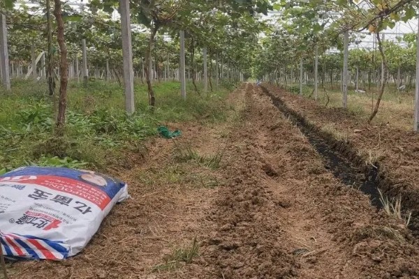夏黑葡萄怎么管理，花朵凋落半个月后可喷施赤霉素