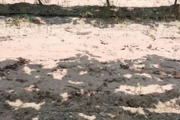 夏黑葡萄怎么管理，花朵凋落半个月后可喷施赤霉素