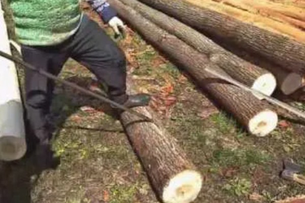 天麻蜜环菌种的培育方法，要在菌材的缝隙中放满菌种