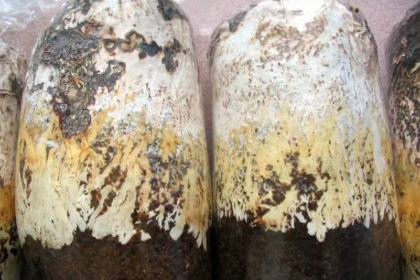 天麻蜜环菌种的培育方法，要在菌材的缝隙中放满菌种