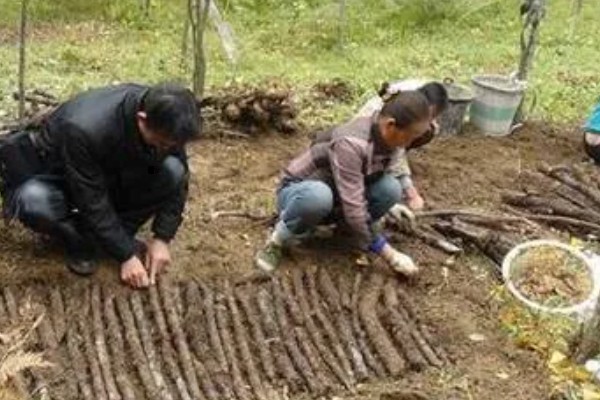 天麻蜜环菌种的培育方法，要在菌材的缝隙中放满菌种