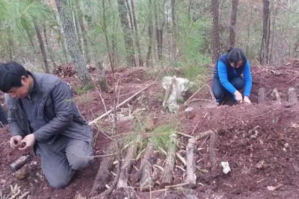 天麻蜜环菌种的培育方法，要在菌材的缝隙中放满菌种