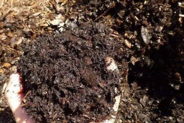 天麻蜜环菌种的培育方法，要在菌材的缝隙中放满菌种