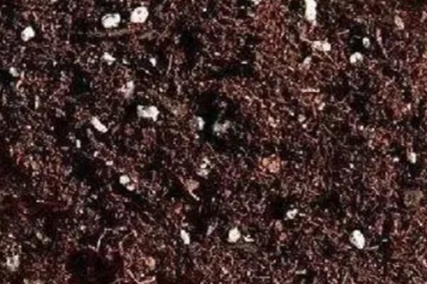 天麻蜜环菌种的培育方法，要在菌材的缝隙中放满菌种