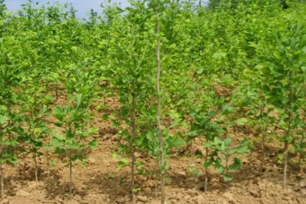 白果树苗的价格，价格从1元至上千元不等