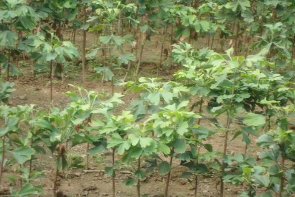 白果树苗的价格，价格从1元至上千元不等