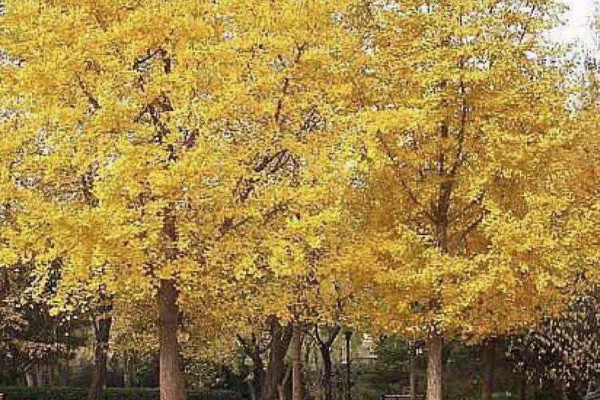 白果树苗的价格，价格从1元至上千元不等