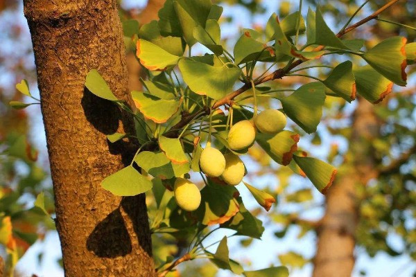 白果树苗的价格，价格从1元至上千元不等