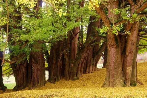 白果树苗的价格，价格从1元至上千元不等