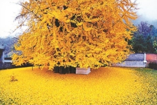 白果树苗的价格，价格从1元至上千元不等