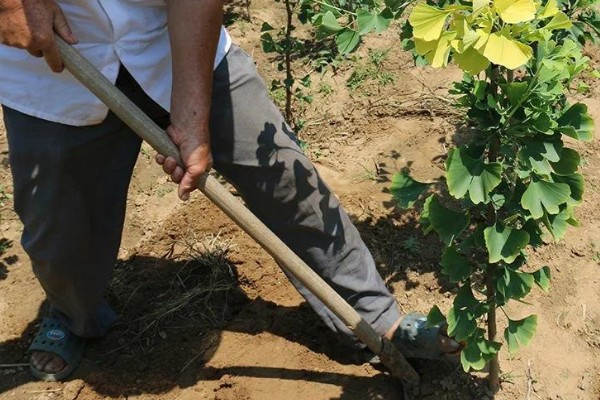 白果树苗的价格，价格从1元至上千元不等