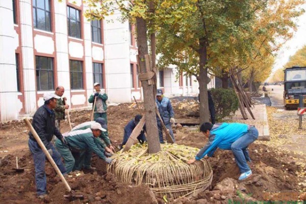 白果树苗的价格，价格从1元至上千元不等