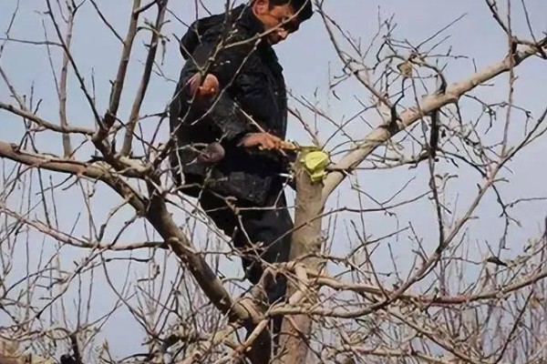 白果树苗的价格，价格从1元至上千元不等