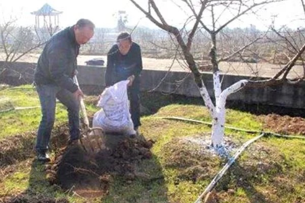 白果树苗的价格，价格从1元至上千元不等