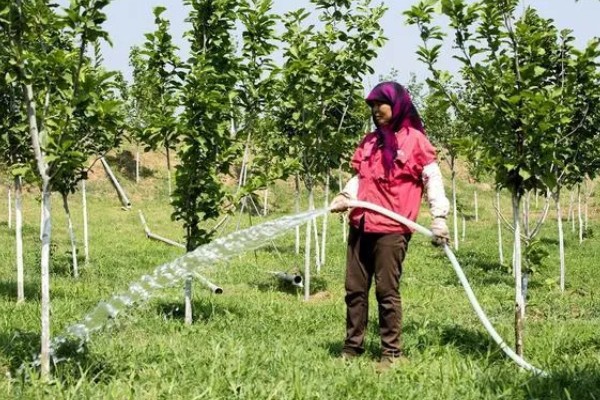 白果树苗的价格，价格从1元至上千元不等