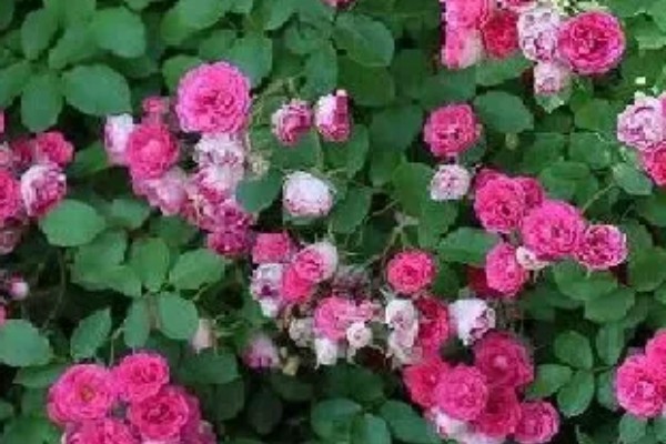 胭脂扣一年开多少次花，一年开三次花