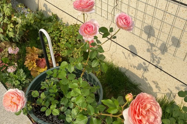 胭脂扣一年开多少次花，一年开三次花