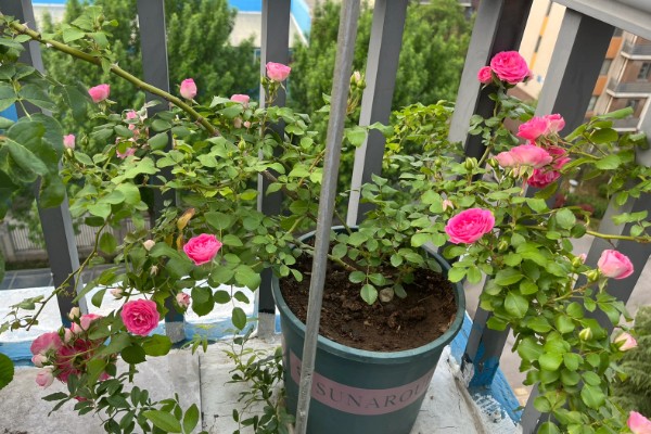 胭脂扣一年开多少次花，一年开三次花