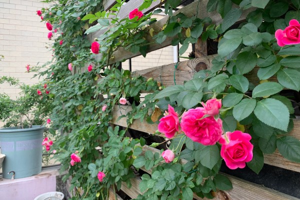 胭脂扣一年开多少次花，一年开三次花