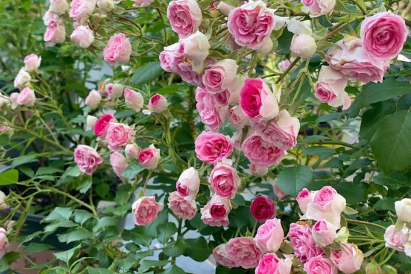 胭脂扣一年开多少次花，一年开三次花