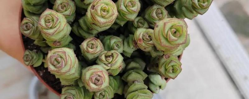 客厅适合摆哪些招财植物，富贵竹、铜钱草等品种均可选择