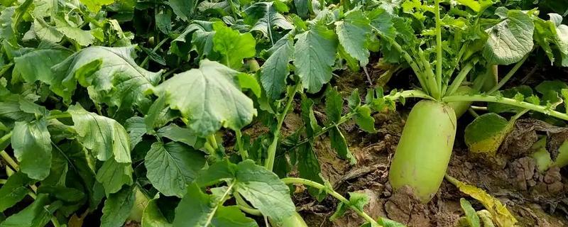 萝卜摘叶的优点，有助于块茎膨大和有机物的积累