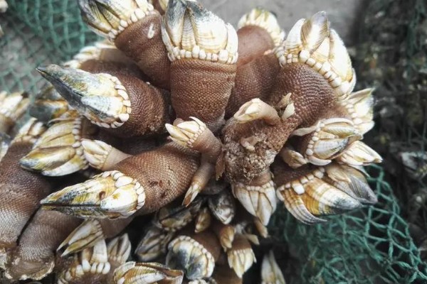 狗爪螺的价格，大约在500-1500元一斤