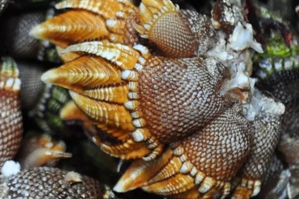 狗爪螺的价格，大约在500-1500元一斤