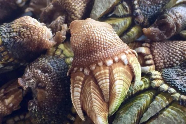 狗爪螺的价格，大约在500-1500元一斤