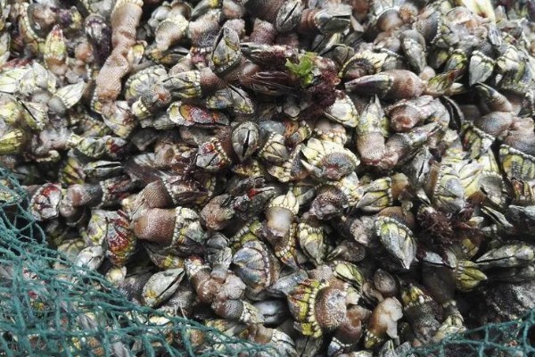 狗爪螺的价格，大约在500-1500元一斤