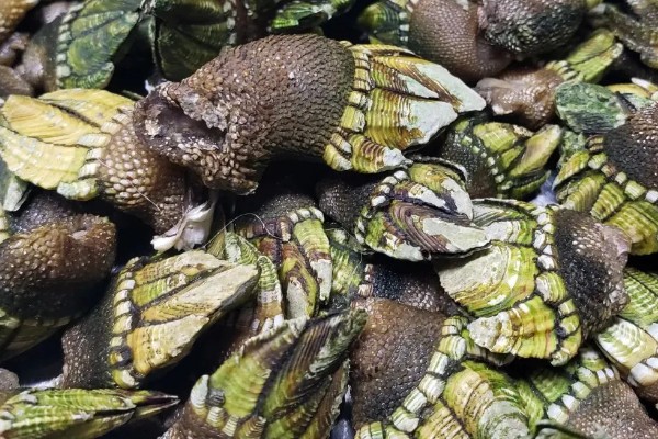 狗爪螺的价格，大约在500-1500元一斤