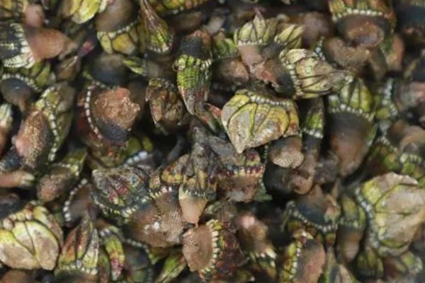 狗爪螺的价格，大约在500-1500元一斤