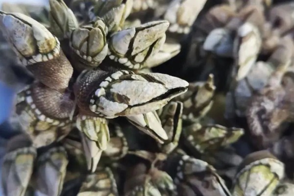 狗爪螺的价格，大约在500-1500元一斤