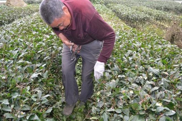 茶树越冬病虫害的防治方法,可人工防治